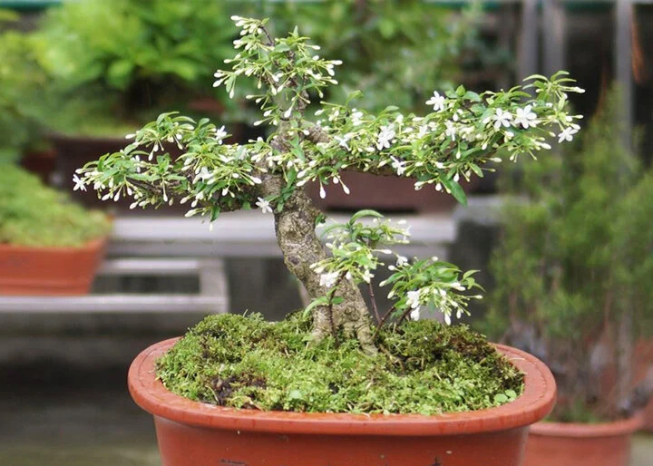 Cây bonsai mini