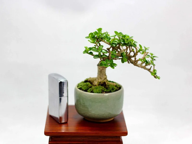 Cây bonsai mini