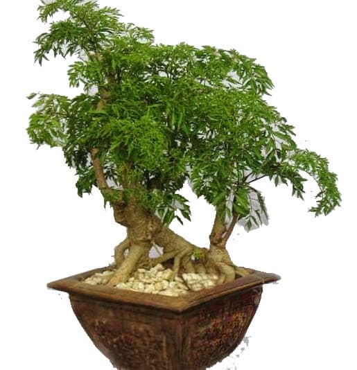 Đinh lăng Bonsai - Cây cảnh đẹp nhất Việt Nam hiện nay