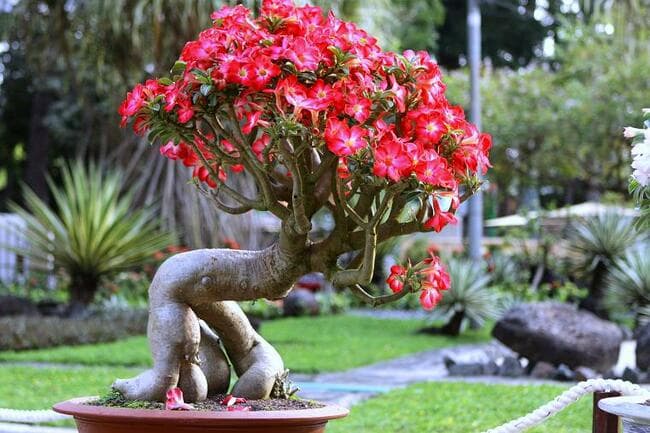 Cây Cảnh Bonsai Hoa Sứ