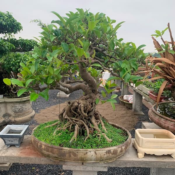 Cây Đa Cảnh Bonsai