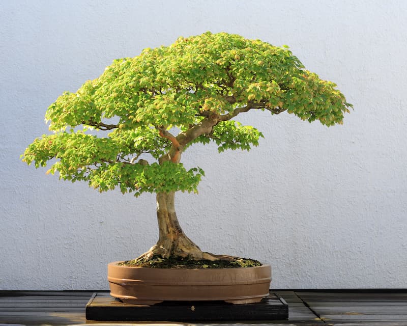 Cây bonsai là gì