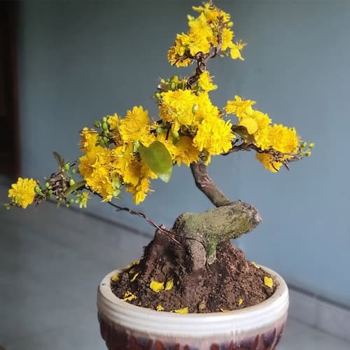 Cây cảnh Bonsai Mai Vàng