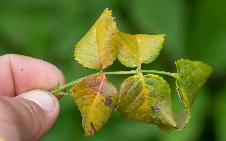 Cây cảnh bị vàng lá do sâu bệnh