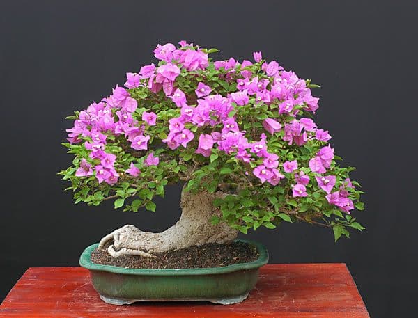 Cây cảnh bonsai Hoa Giấy