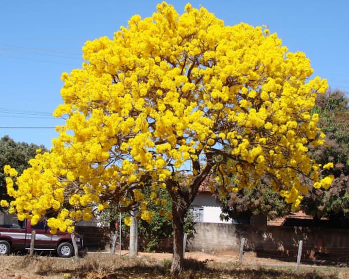 Chuông Vàng