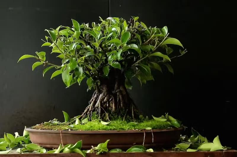 Kỹ thuật chăm sóc cây sanh bonsai