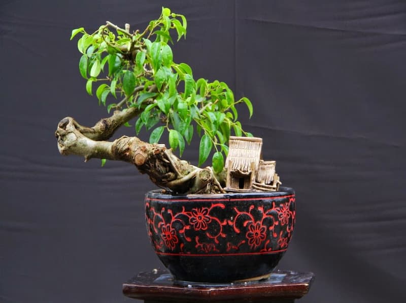 Biện pháp phòng ngừa bệnh trên cây sanh bonsai