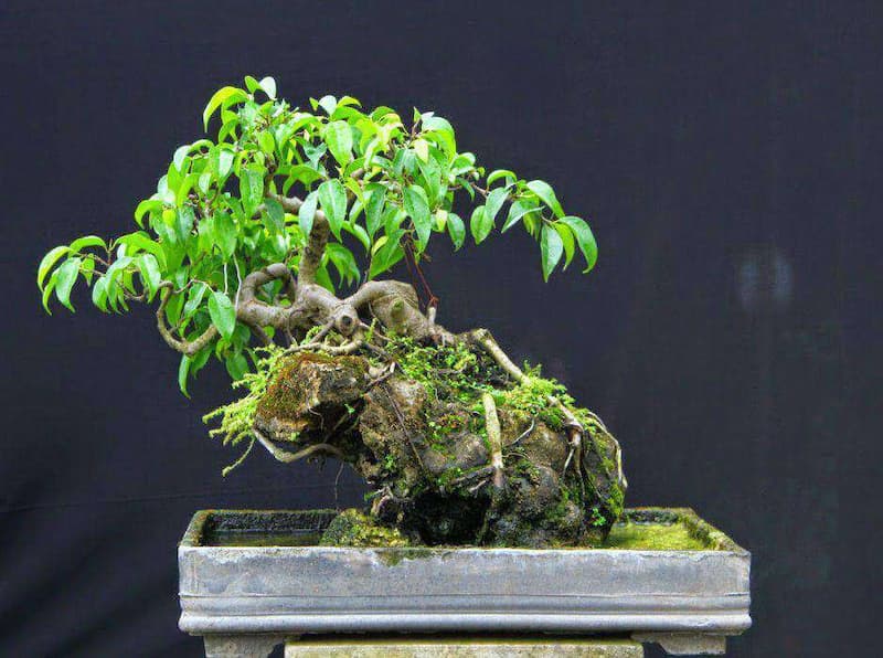 Sanh bonsai