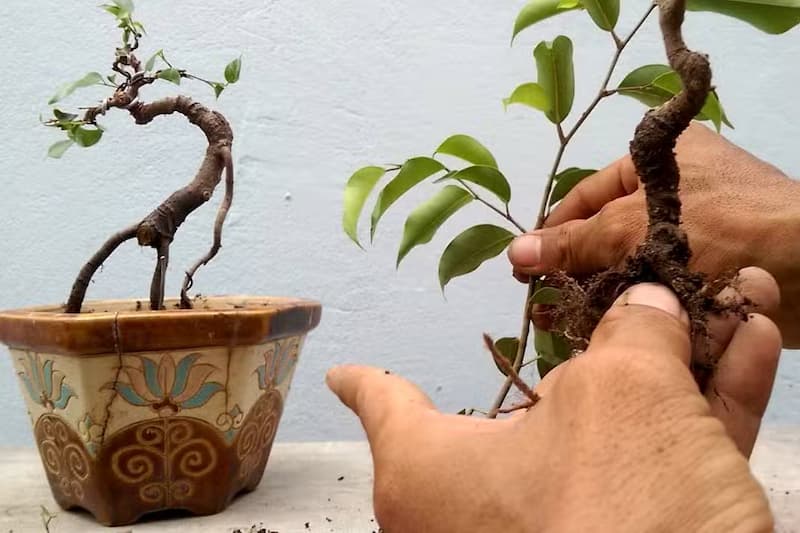 Trồng cây sanh bonsai theo phương thức giâm cành