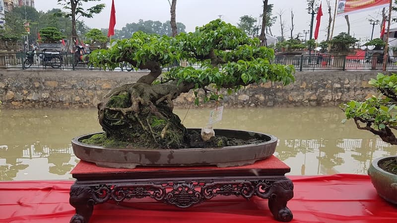 Cây sanh bonsai: Nguồn gốc, đặc điểm và cách chăm sóc