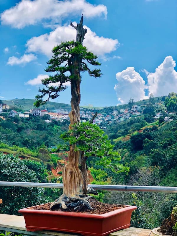 Cây Trắc bách diệp bonsai