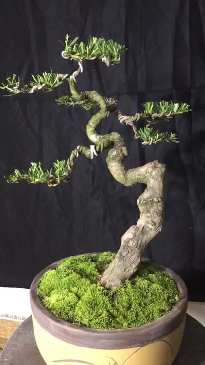 Cây tùng la hán bonsai dáng văn nhân