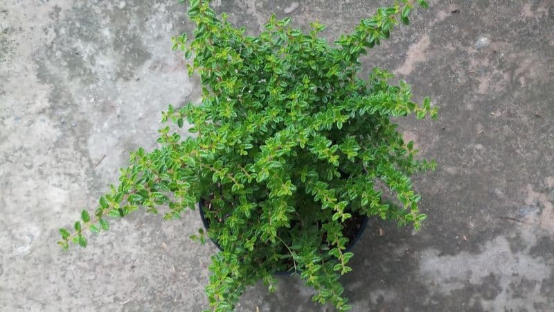 Bí quyết chăm sóc cây hàm hương bonsai xanh tốt