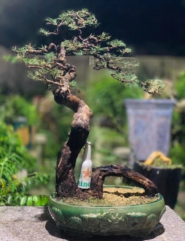 Cây phi lao bonsai dáng văn nhân