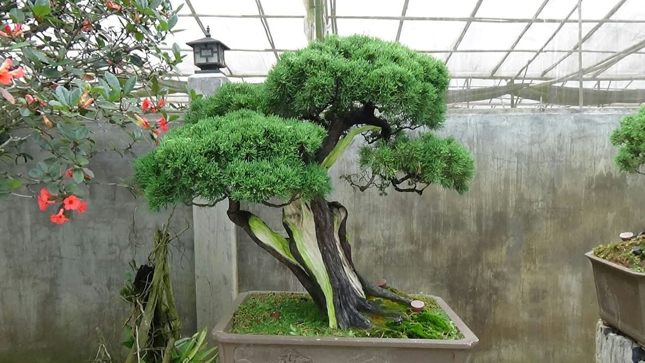 Công dụng của cây trắc bách diệp bonsai