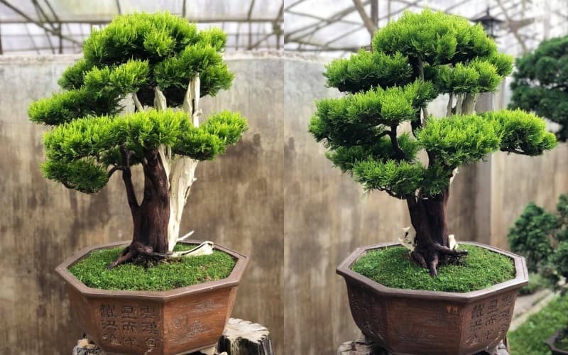 Kỹ thuật chăm sóc cây trắc bách diệp bonsai