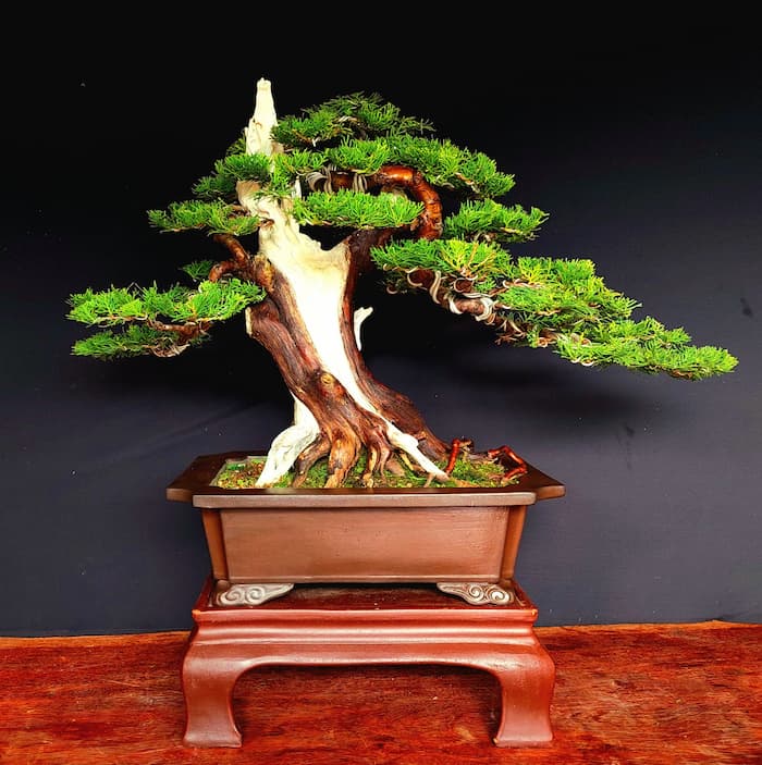 Thông tin về cây trắc bách diệp bonsai