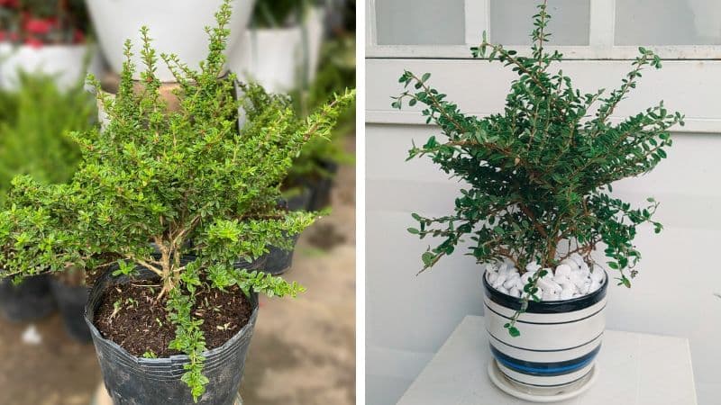 Cây hàm hương bonsai: Nguồn gốc, đặc điểm và cách chăm sóc