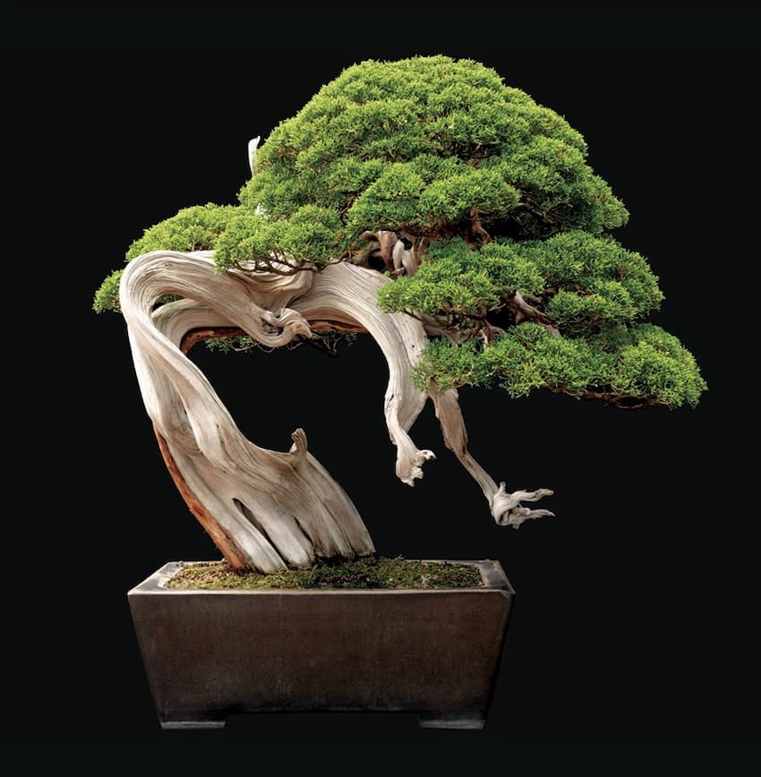 Cây trắc bách diệp bonsai: Đặc điểm, công dụng và kỹ thuật chăm sóc