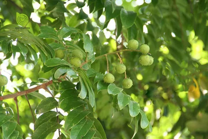 Cây sấu