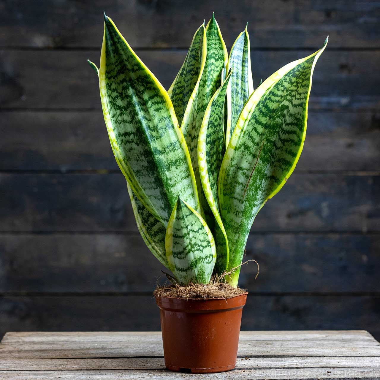 Cây lưỡi hổ (Sansevieria)