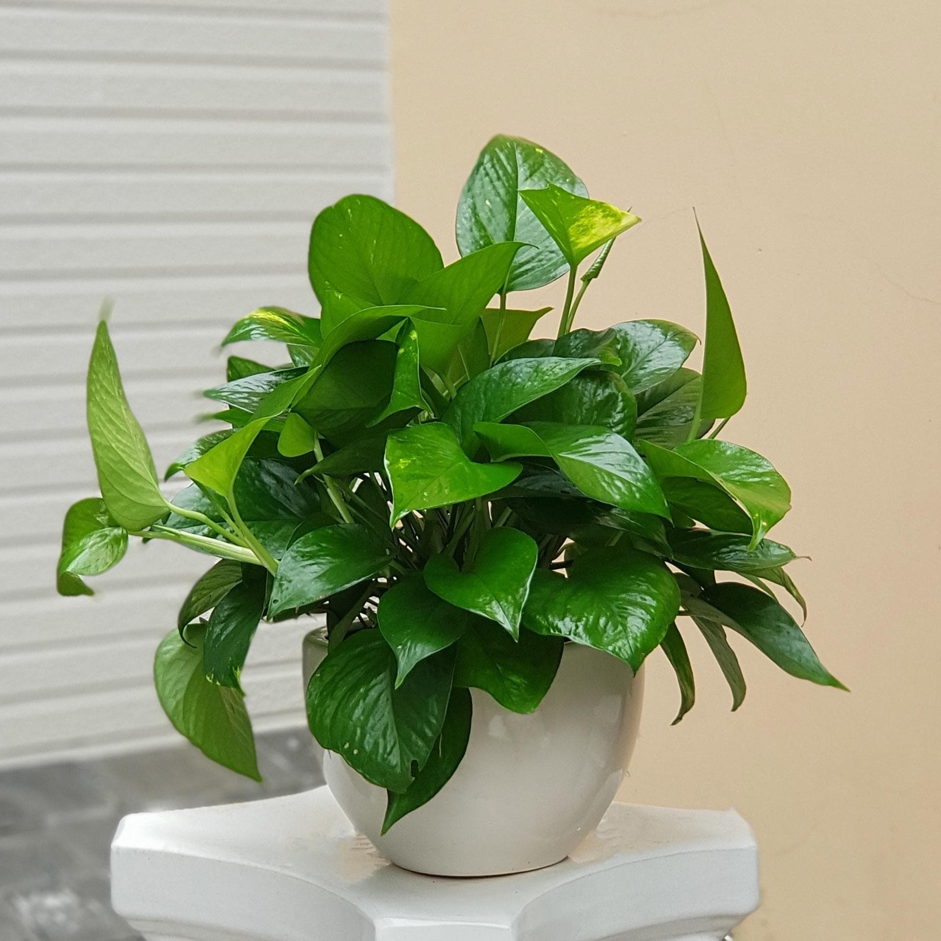 Cây trầu bà (Epipremnum aureum)