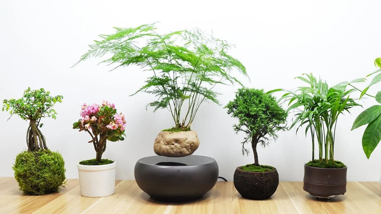 Lợi ích của cây cảnh bonsai để trong nhà