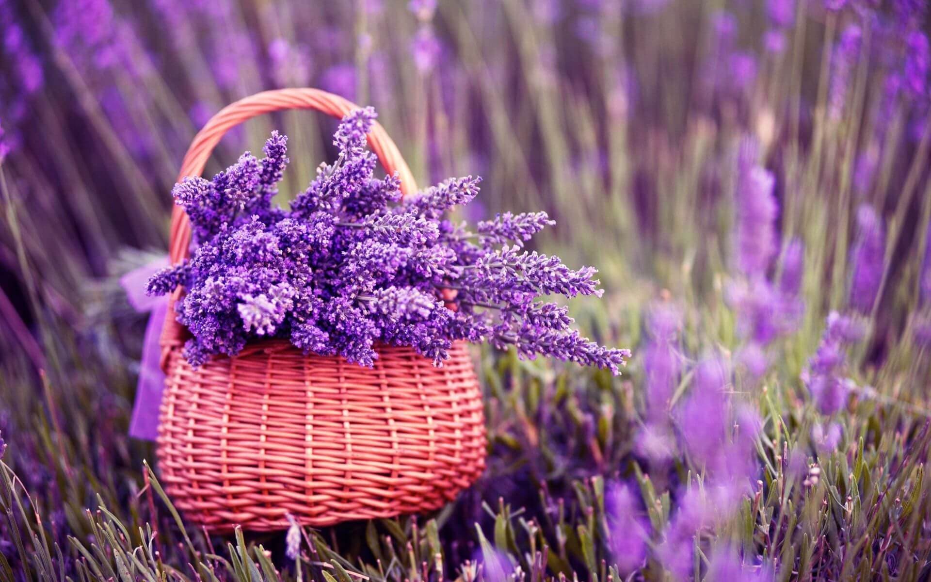 Hoa oải hương (Lavender)