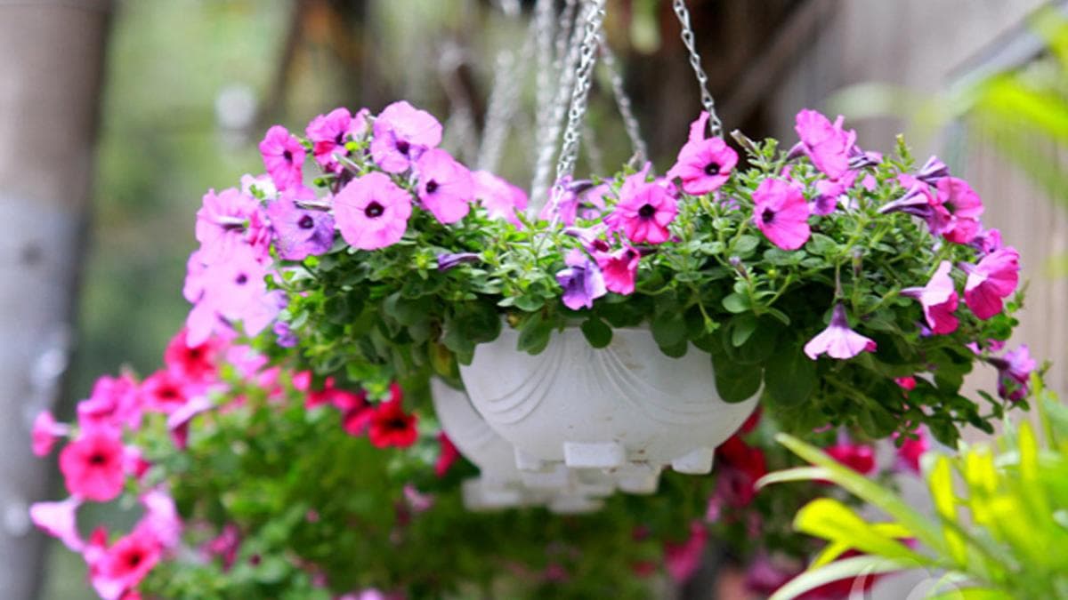 Cây Hoa Dạ Yến Thảo (Petunia)