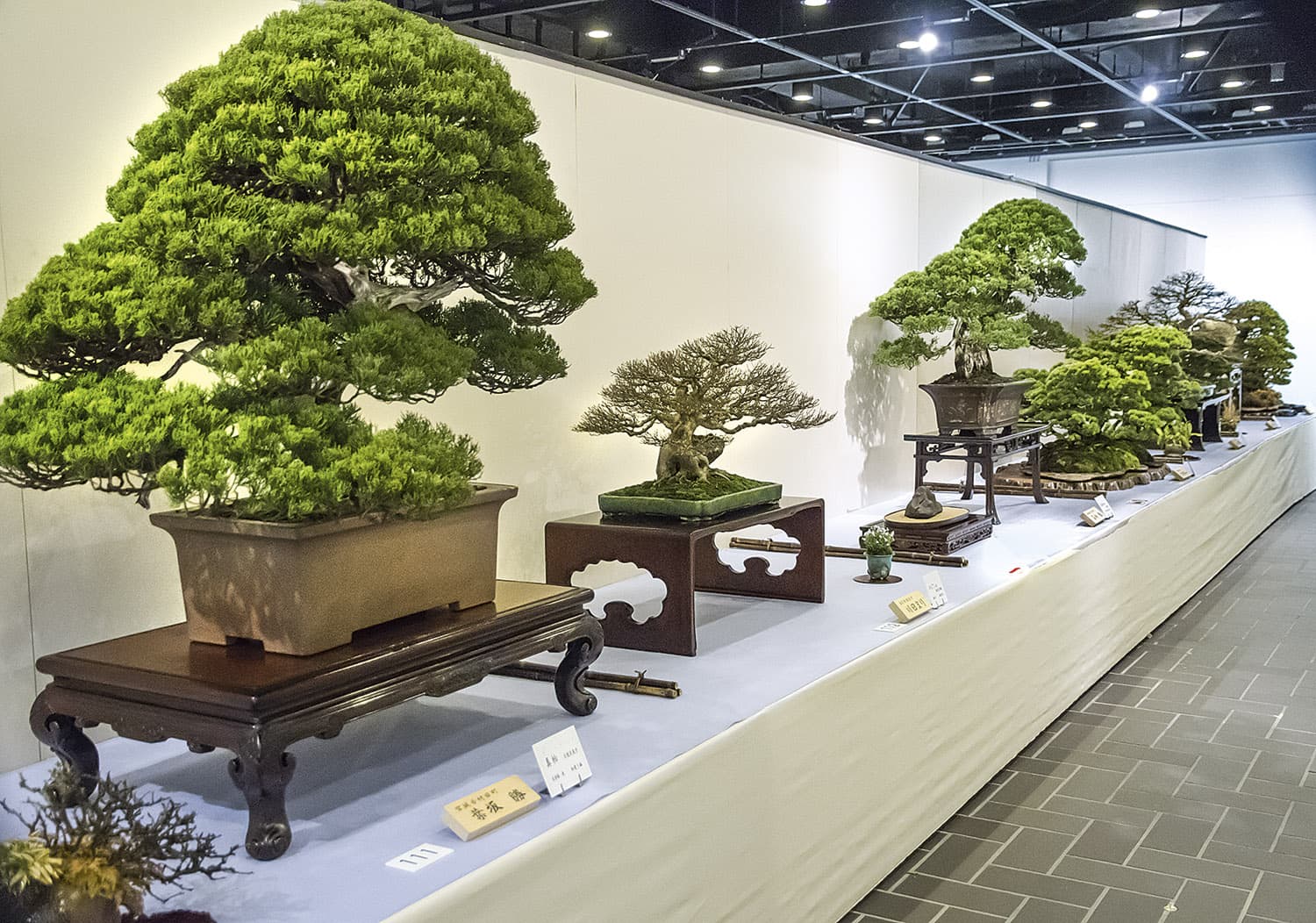 15+ Cây Cảnh Bonsai Để Trong Nhà Đầy Nghệ Thuật, Sáng Tạo