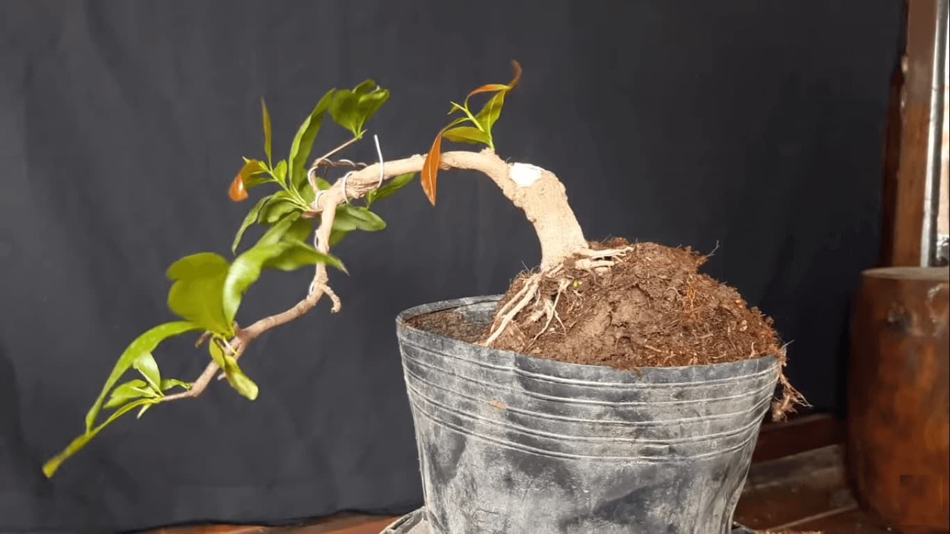 Hiểu về cây Bonsai và nghệ thuật uốn cây