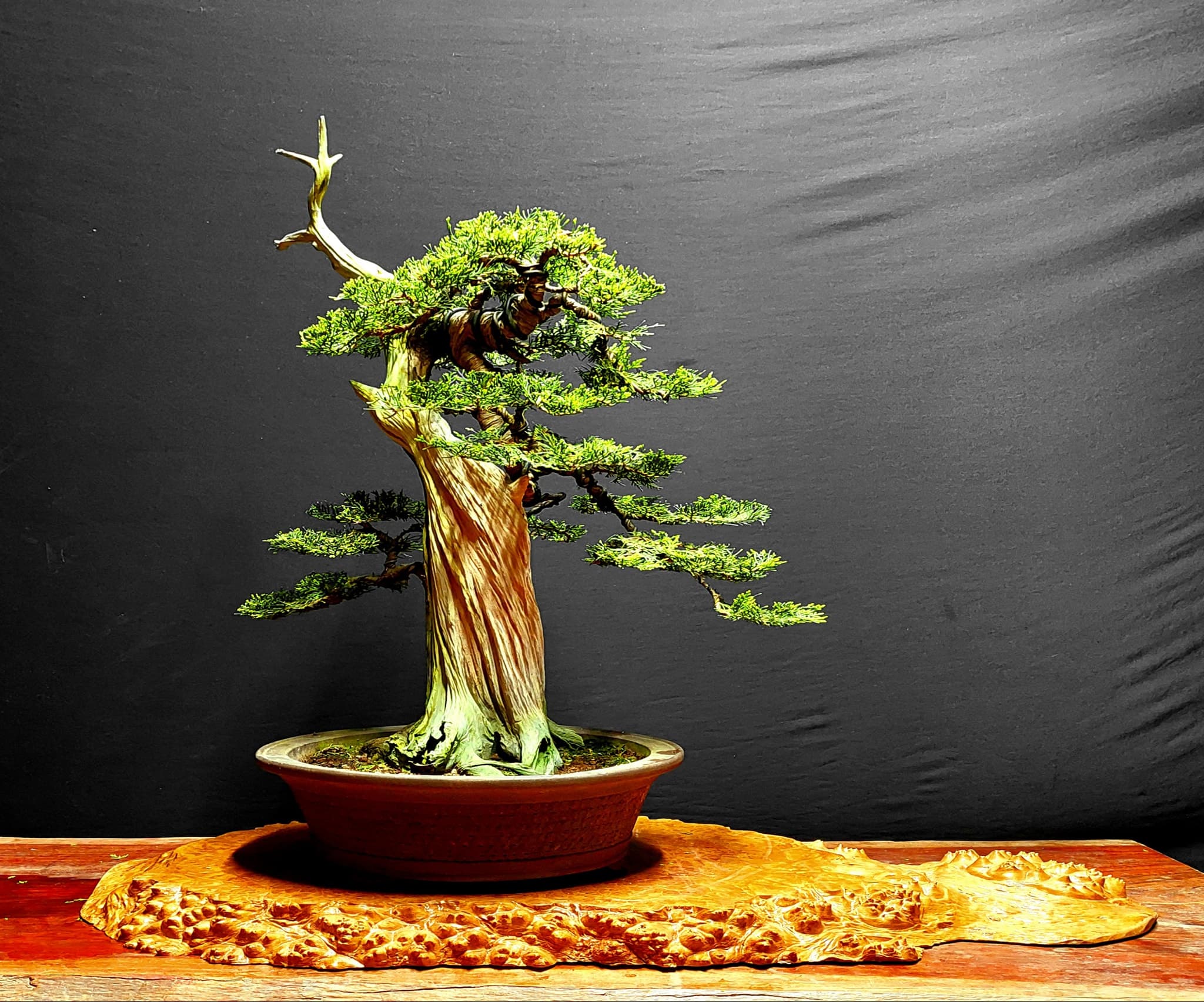 Bật mí các cách uốn cây bonsai nghệ thuật đơn giản nhất