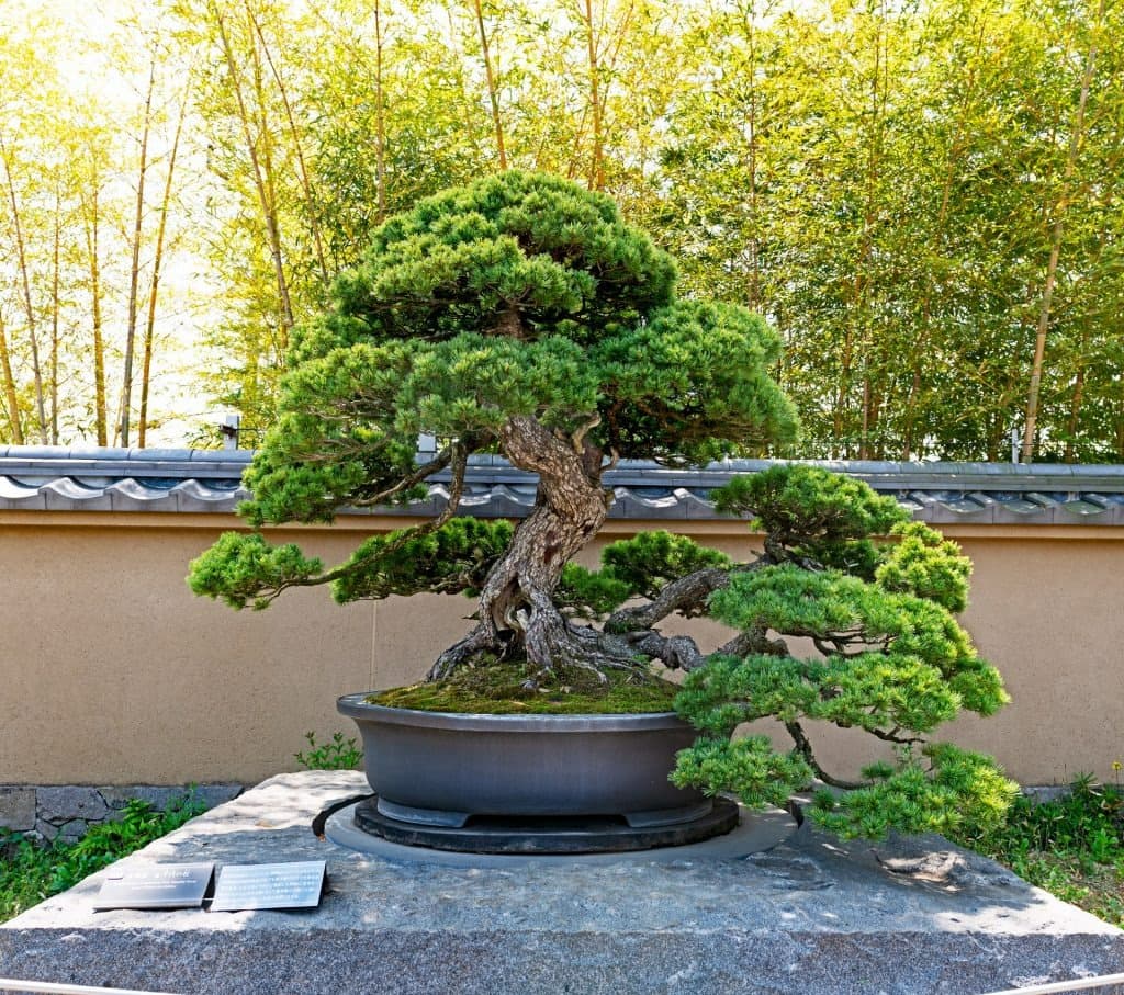 Các công cụ cần thiết cho việc uốn cây Bonsai