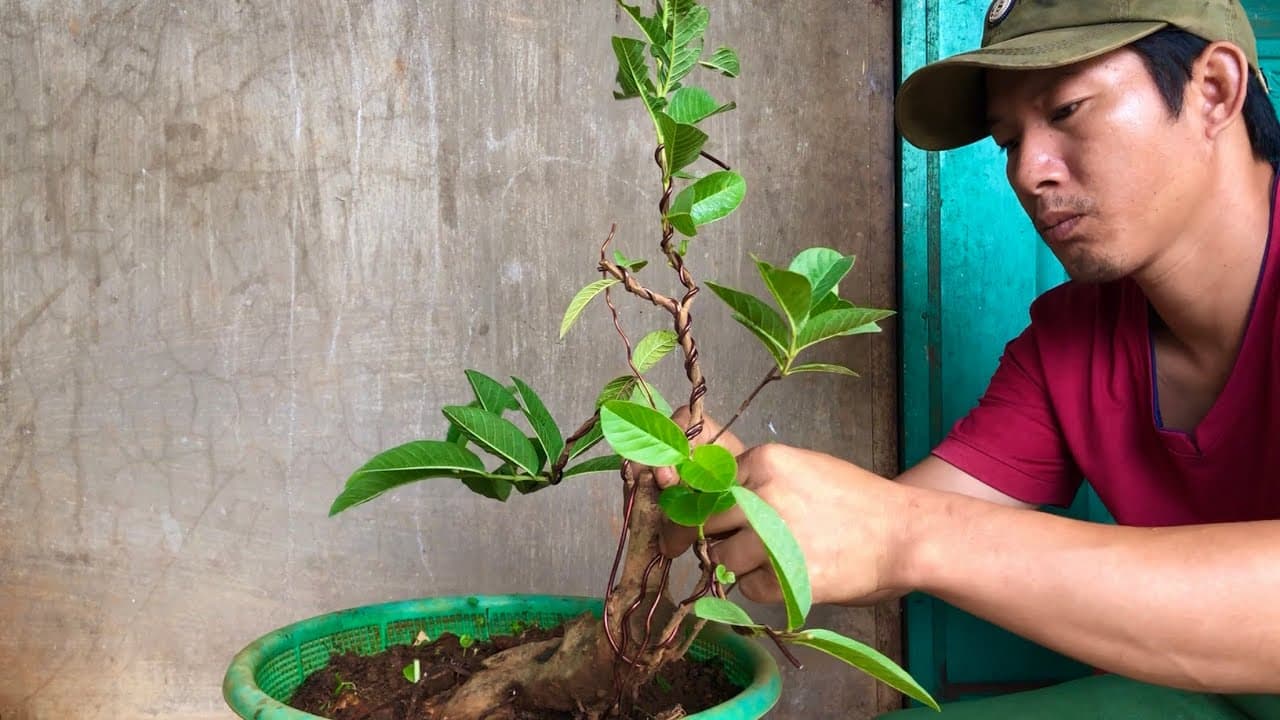 Các lưu ý quan trọng khi uốn cây Bonsai